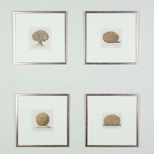 Four 18Th Century Coral Engravings By Nicolai Gaultieri