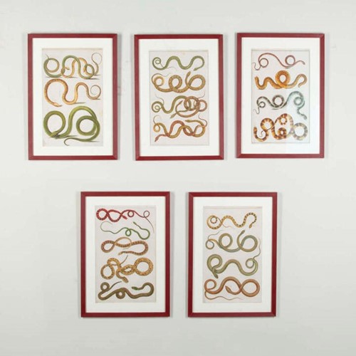 Set of Five 18th Century Albertus Seba Snake Engravings