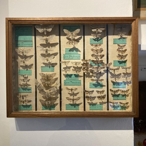 Moth Display Cases