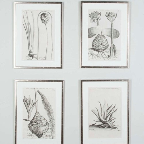 Four 17th Century Botanical Engravings by Jan and Caspar Commelin