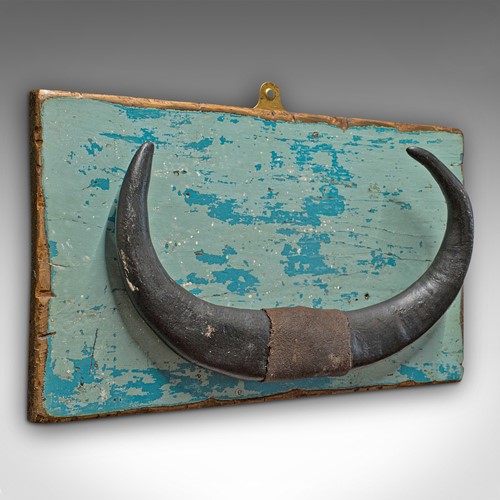 Vintage Mounted Horn, Continental, Water Buffalo Display, Mid 20th Century