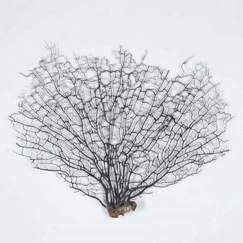 Large Sea Fan Coral