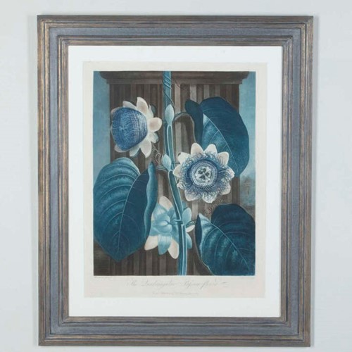 Early C19th Dr Robert Thornton Engraving - The Quadrangular Passion Flower
