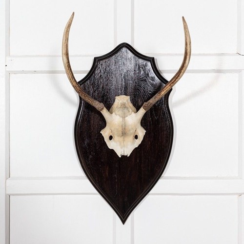 Ebonised Oak Shield Mounted Antlers