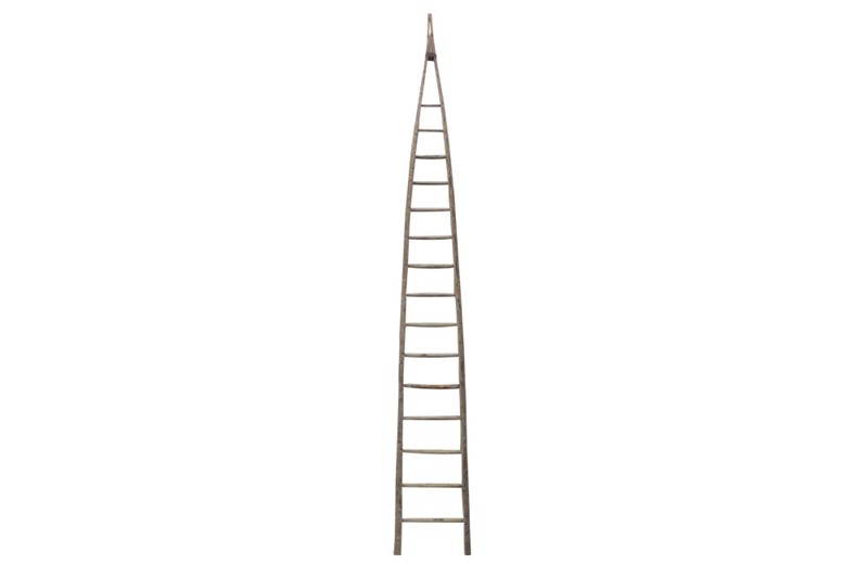 Very Tall French Orchard Ladder-adps-antiques-3737-1-main-637171277577361881.jpg