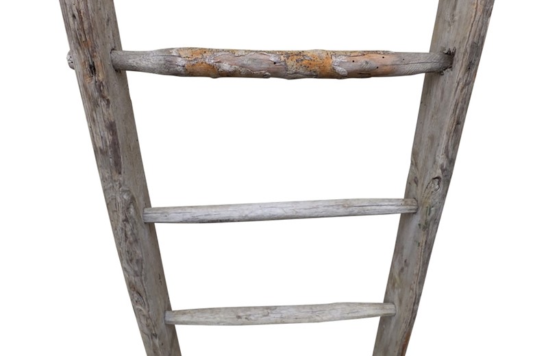 Very Tall French Orchard Ladder-adps-antiques-3737-2-main-637171277850641227.jpg
