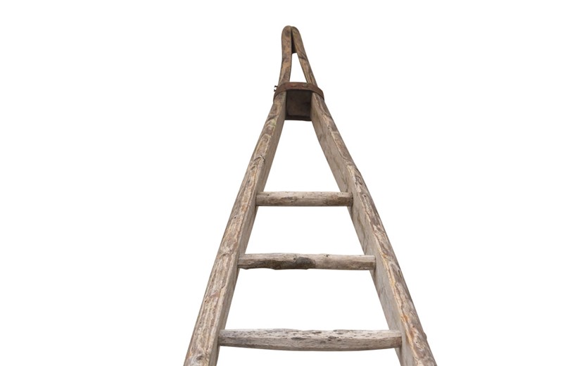 Very Tall French Orchard Ladder-adps-antiques-3737-4-main-637171277846422449.jpg