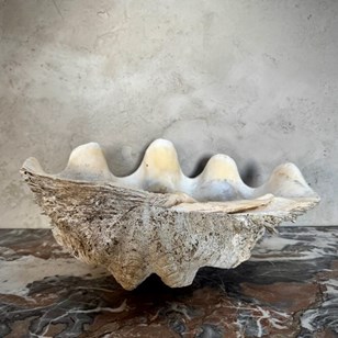Antique Clam Shell (Tridacna Gigas)...