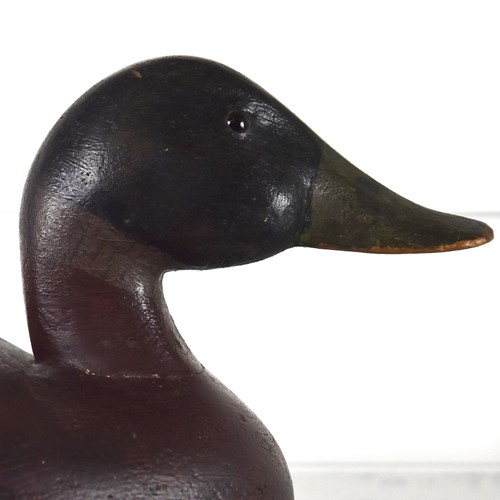 Decoy Duck