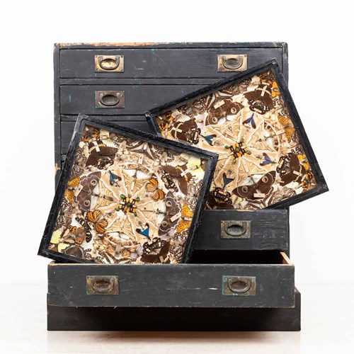 Antique Glazed Entomology Butterfly Display Cases