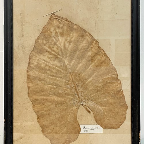 A Huge Framed Leaf From A 19Th C Herbarium - Circa 1880