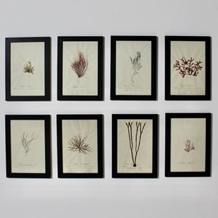 Set Of Eight Framed English Mid 19T...