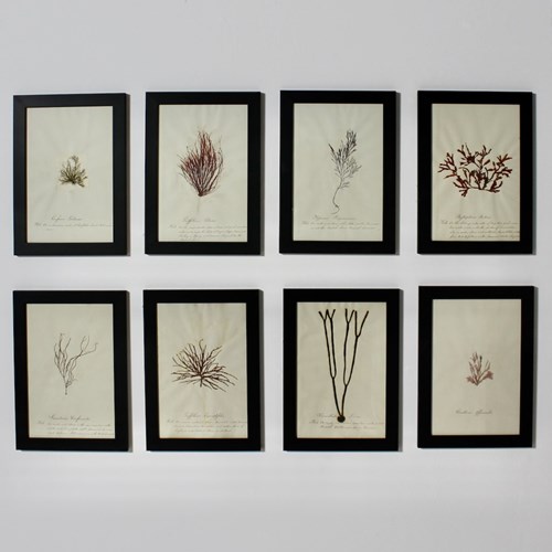 Set Of Eight Framed English Mid 19Th Century Pressed Algae And Seaweed