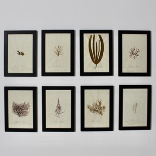 Set Of Eight Framed English Mid 19T...