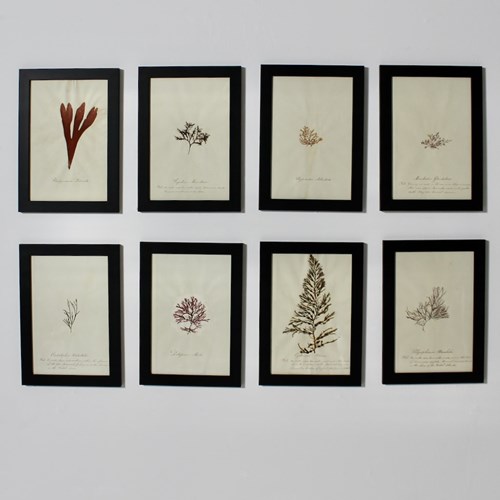 Set Of Eight Framed English Mid 19Th Century Pressed Algae And Seaweed