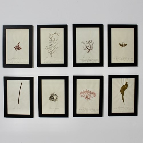 Set Of Eight Framed English Mid 19Th Century Pressed Algae And Seaweed