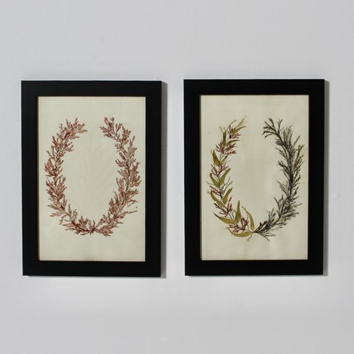 Pair Of Framed English Mid 19Th Century Pressed Algae And Seaweed