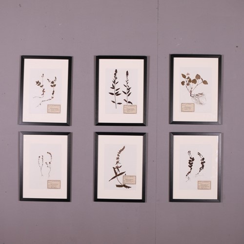 German Framed Herbarium