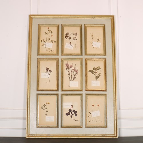 Large Herbarium Wall Panel