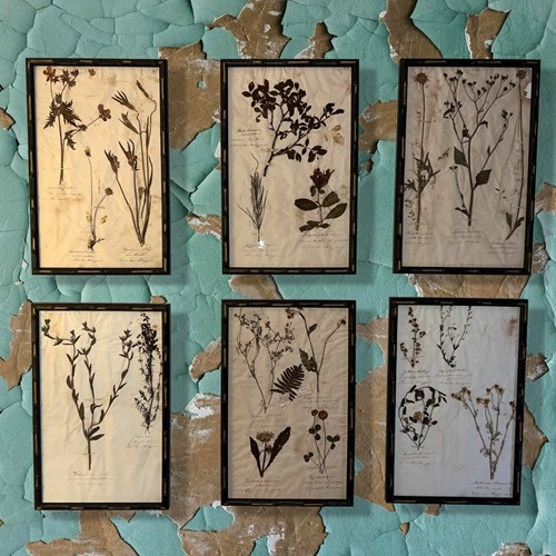 Set Of 6 Framed C.1845 English Herbarium Pictures With Tied Bow.