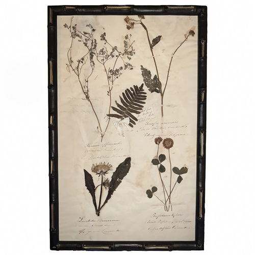 English C.1845 Herbarium Picture Framed (10)