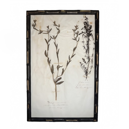 English C.1845 Herbarium Picture Framed (11)