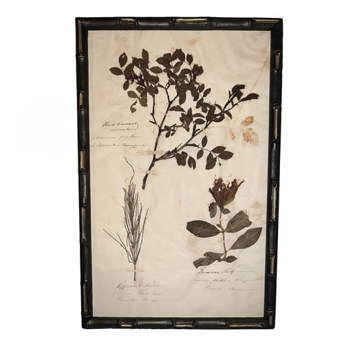 English C.1845 Herbarium Picture Framed (12)