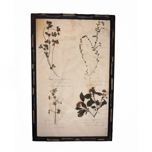 English C.1845 Herbarium Picture Framed (3)