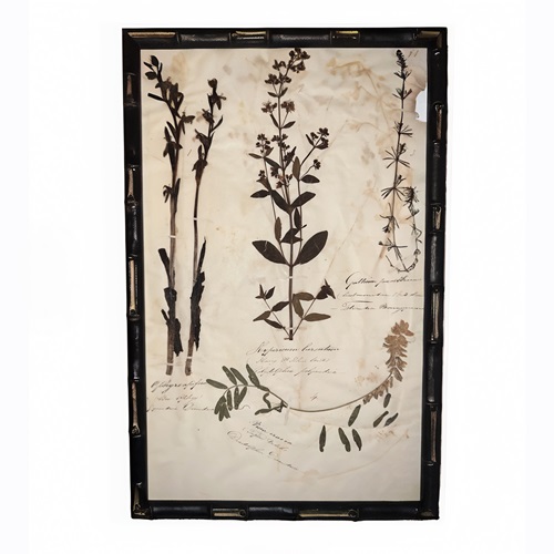 English C.1845 Herbarium Picture Framed (6)