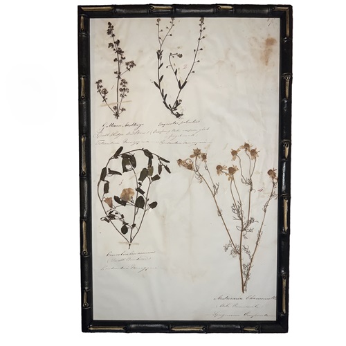 English C.1845 Herbarium Picture Framed (7)