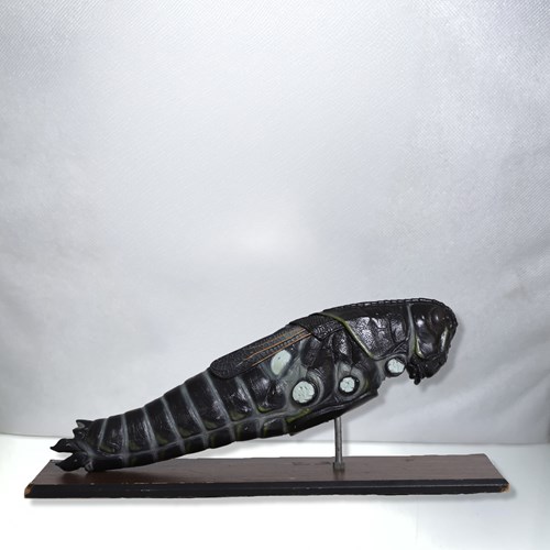 1970'S Anatomical Bobbitt Laboratories Locust