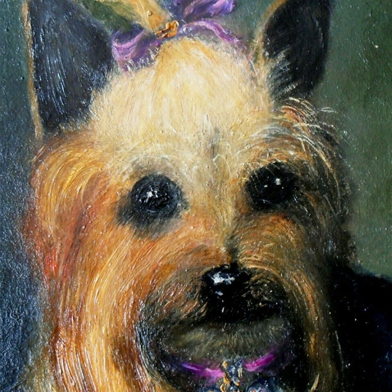 19thC, Painting, Yorkshire Terrier, 'Tilly.'-barnstar-yorkshire-terrier-2-main-637524497160263692.jpg