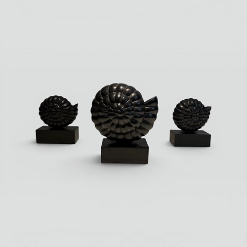 Set Of Three Nautilus Shells In Carved Black-Lacquered Wood On Stands
