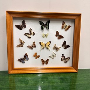 Large Vintage Butterfly Frame • 15 ...