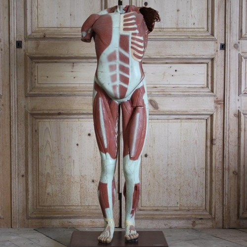 Mid C20th Spanish Anatomical Model