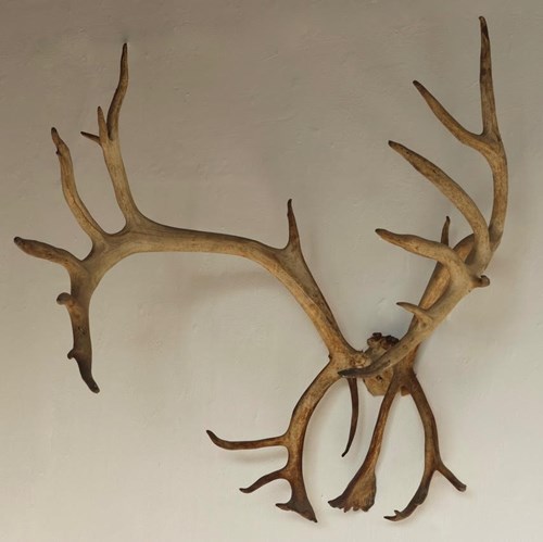 Large Late 19Th / Early 20Th Century Antlers