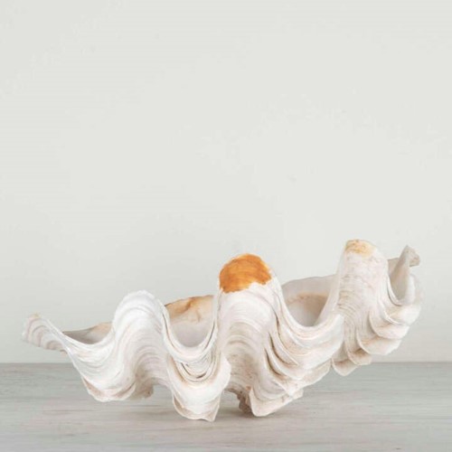 South Sea Island Clam Shell