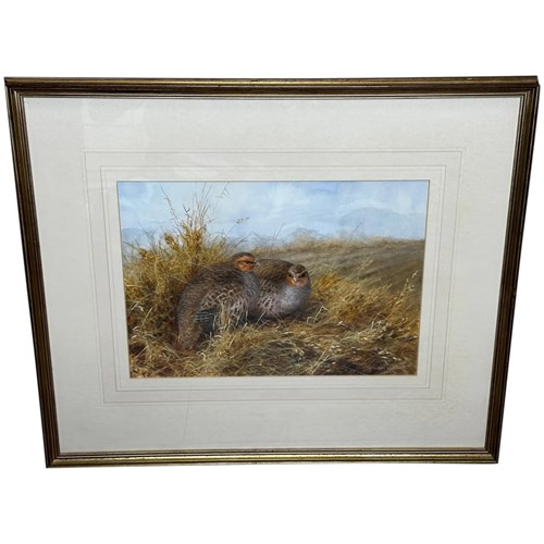 Watercolour Grey Partridges Game Birds Sheltering New Forest By Neil Cox