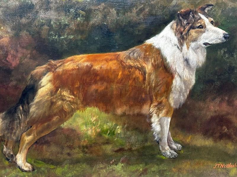 19Th Century Oil Painting Rough Scottish Collie Dog By John Trivett Nettleship-cheshire-antiques-consultant-img-8706-2-main-638386143035620434.jpg