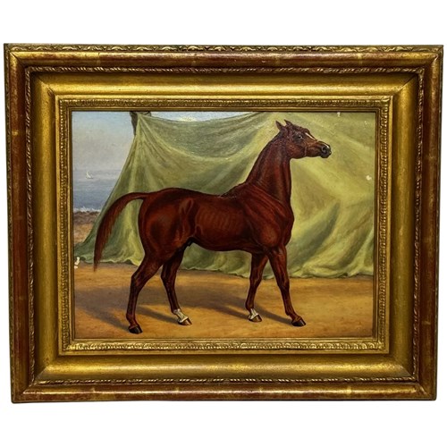  Victorian Oil Painting Purebred Red Chestnut Arab Horse In Bombay Stables