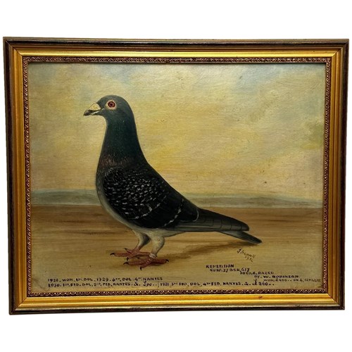 Oil Painting Champion Bird Repetition Pigeon By J Brown C1932 Bred J Robinson