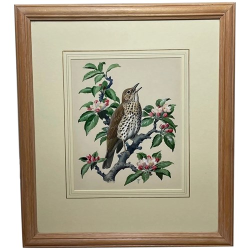 Watercolour Chirping Song Thrush Bird By Charles Frederick Tunnicliffe OBE RA
