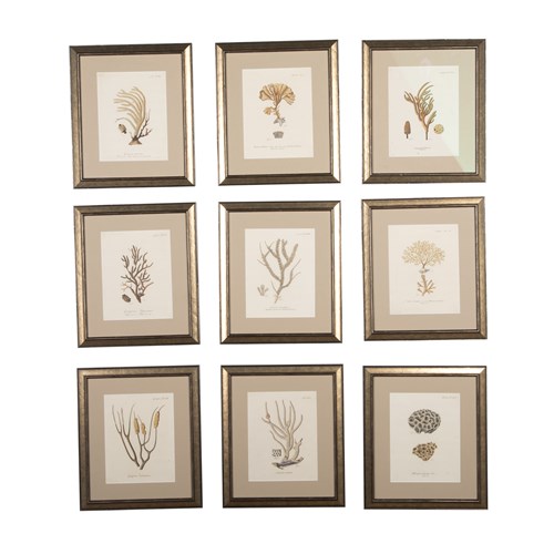 Collection Of Nine 18Th Century Coral Engravings