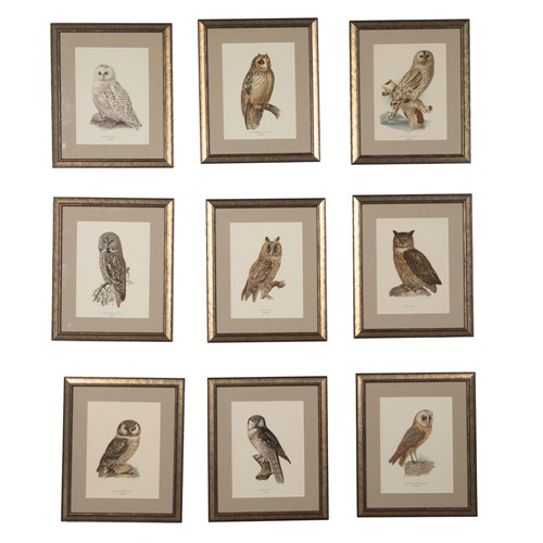 Collection Of 19Th Century Swedish Owl Engravings