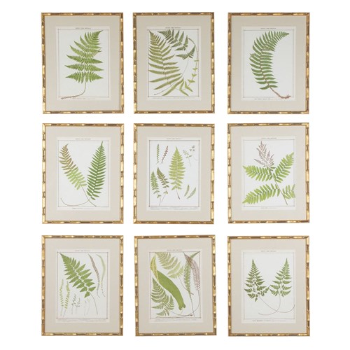 Collection Of Nine Late 19Th Century Chromolithographs Of British Ferns