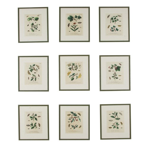 Collection Of Nine 18Th Century Butterfly Engravings By Eleazer Albin