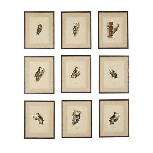Collection Of Nine 20Th Century Engravings Of Cuckoos
