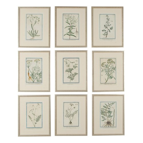 Collection Of Nine Late 18Th Century Italian Botanical Prints By Giorgio Bonelli