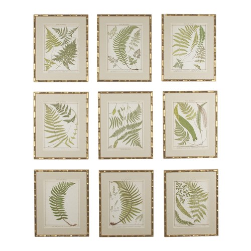 Collection Of Nine 19Th Century Life Size Ferns By Francis George Heath