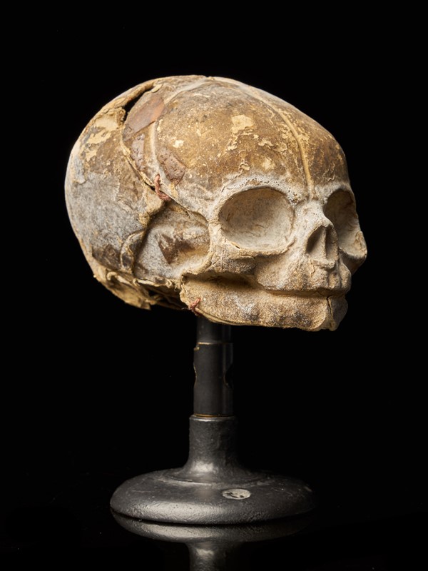 19th Century Papier-Mâché Fetal Skull-collectit-by-spectandum-001675-04-2mb-main-637627340963926649.jpg